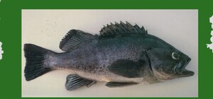 У Чорному морі з'явився новий вид риби: у чому небезпека