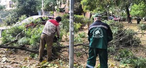 Мерія Одеси сплатить майже 300 тисяч за гілку, що впала на авто