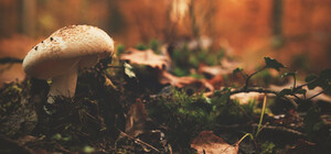 В Одесской области пожилые супруги съели грибы с огорода: мужчина погиб