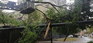 Непогода в Одессе повалила деревья: коммунальщики ликвидируют последствия (фото)