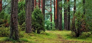 В Одеській та Миколаївській областях висадять понад 5,5 тисячі гектарів лісів