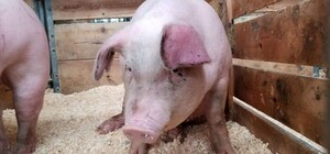 У господарстві психоневрологічного інтернату на Одещині знайшли чуму свиней