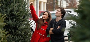 Які ціни на ялинки та сосни будуть у Запоріжжі