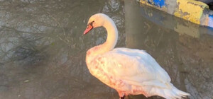 Одесситы нашли раненого лебедя на 13-й станции Фонтана