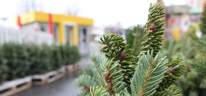 Де в Запоріжжі продають новорічні ялинки та в яку ціну (адреси)