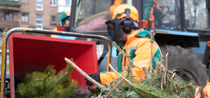 У Києві відкривається 44 пункти прийому новорічних дерев: адреси