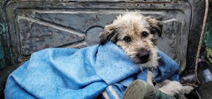 Как эвакуируют животных из прифронтовых зон Запорожской области