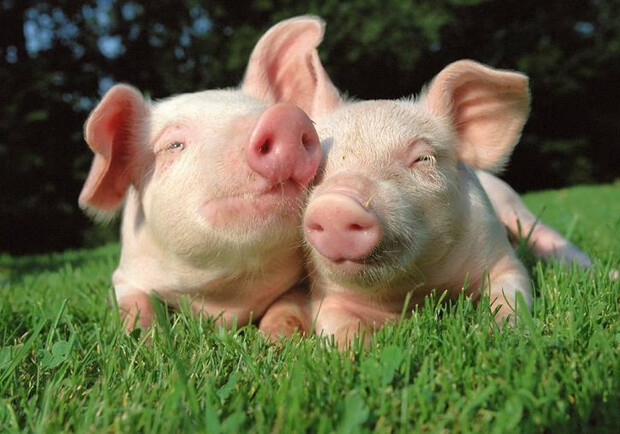 В Харьковской области обнаружили африканскую чуму свиней. 