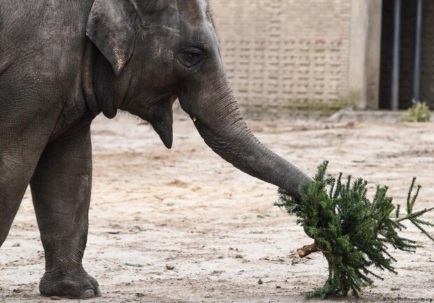 Харківський зоопарк відмовився приймати новорічні ялинки: чому. 