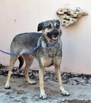 Возьми питомца: какие приюты для животных есть в Одессе
