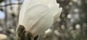 У Центральному парку Харкова почали цвісти магнолії (фото)