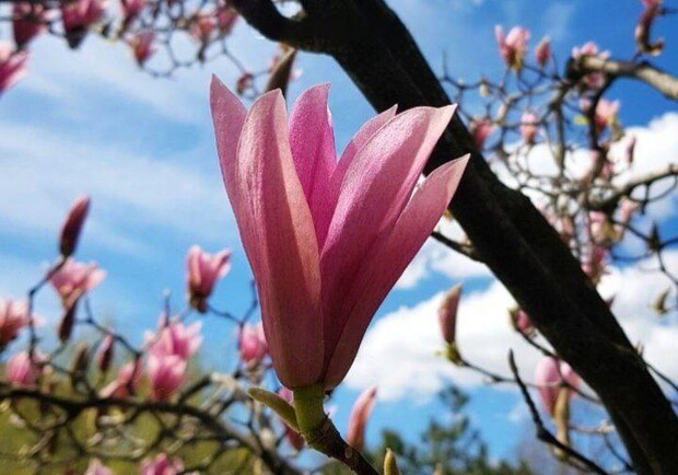 В Одессе уже цветет магнолия: где полюбоваться