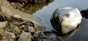 Вероятно, вызван обстрелом ДнепроГЭС: в заливе Днепра обнаружили мор рыбы