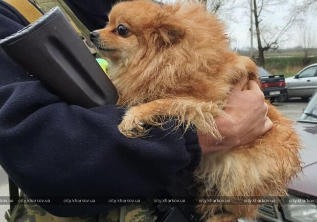 Харьковский приют для животных просит помочь эвакуированным питомцам. 