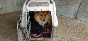 Харьковский приют для животных просит помочь с будками для собак