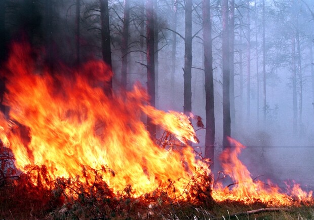 В Балаклее горит лес: сдетонировали оставленные россиянами снаряды — БГВА. 