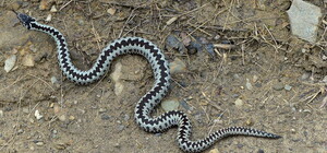 У Славську змія напала на чоловіка