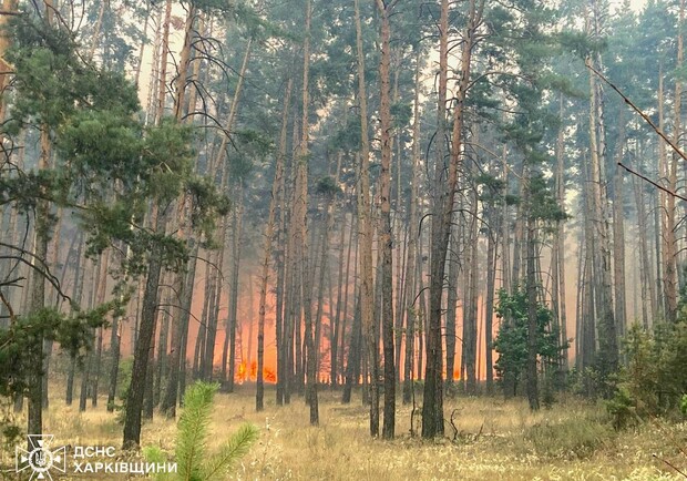 Під Балаклією рятувальники борються із лісовою пожежею. 