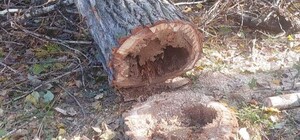 У Львові біля цирку висадять нові дерева