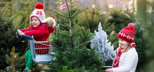 У Дніпропетровській області посилили контроль за продажем новорічних ялинок