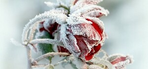 Посевной календарь на январь 2025 года: что делать в саду и огороде