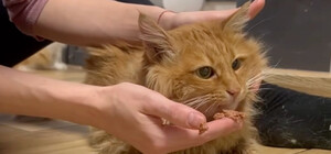 В Киеве спасли кота, который шесть дней был заперт в квартире: владельца задержал ТЦК