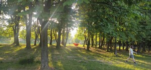 11 дерев у Львові визнали особливо цінними