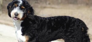 Гипоаллергенные и дорогие: в Киеве предлагают щенков дизайнерских пород по цене автомобиля