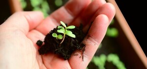 Посевной календарь на февраль 2025: что делать в саду и на огороде