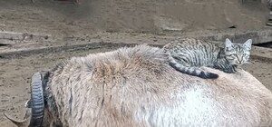 В Одессе выбирают самую романтичную пару животных: фото участников