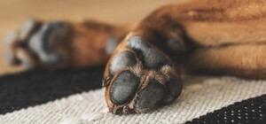 В Запорожье подростки устроили фотосессию с мертвой собакой