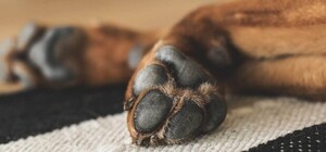 В Запорожье обнаружили еще одно тело сожженного животного: подростков подозревают в серии жестоких убийств