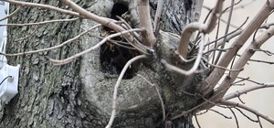 У Львові стартував прийом заявок у межах акції «Подаруй місту дерево»