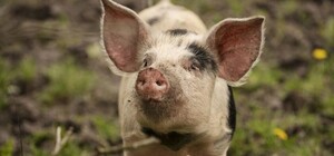 У Львівському районі зафіксували африканську чуму свиней