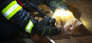 В центре Одессы горела квартира: спасли женщину и кота