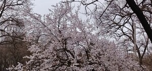 Второй месяц весны в Одессе: синоптики дали прогноз на апрель