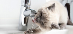 В Днепре временно отключат воду из-за аварийных работ: адреса технического подвоза