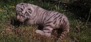 В Экопарке родились двое белых тигрят