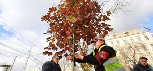 Містяни подарували Львову рекордну кількість дерев