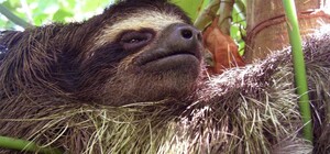 В экопарке под Харьковом поселились ленивцы (видео)