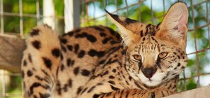 Ко львам попал сервал: что известно об инциденте в Одесском зоопарке