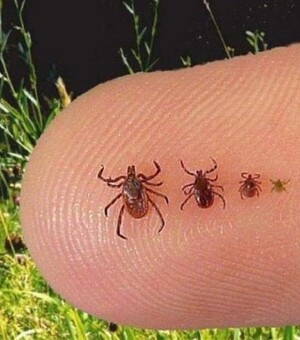 Клещи атакуют: в Днепропетровской области фиксируют новые случаи болезни Лайма