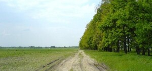 В лесополосе у Днепра обнаружили горы испорченного мяса