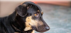 На Одещині зґвалтували собаку: справу розслідує поліція (оновлено)