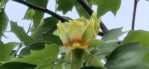 У Харкові зацвіло рідке тюльпанове дерево