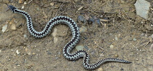 У Боберці змія напала на жінку