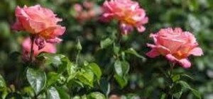 В Кривом Роге супруги побили женщину цепью за срыв цветов с клумбы