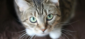 Покусал своих хозяев: в Валковской громаде обнаружен случай бешенства кота