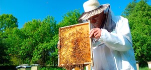 В Одесской области массово погибают пчелы: пчеловоды обвиняют аграриев в использовании ядохимикатов