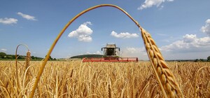 В Одесской области стартовал сбор озимой пшеницы урожая 2025 года